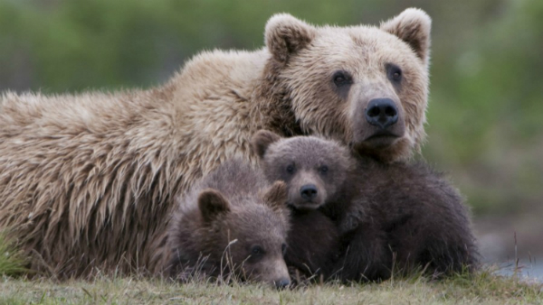 Greater Yellowstone Grizzly Family from istock